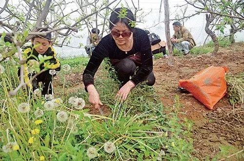 吃瓜群众挖野菜视频,一场田园生活的趣味体验