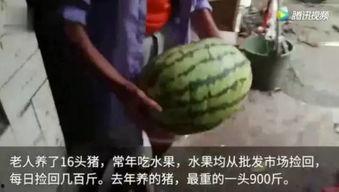 吃瓜群众第1期视频大全,揭秘热门事件背后的真相与笑料