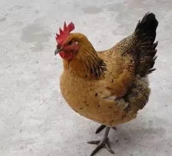 母鸡打架公鸡吃瓜视频,母鸡互撕，公鸡吃瓜看热闹