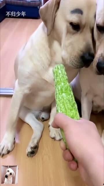 小迷吃瓜视频在线观看,揭秘热门视频背后的故事