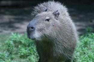 日本水豚吃瓜视频,萌态十足引网友热议