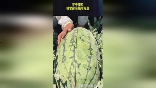 吃瓜比赛搞笑配音视频下载,吃瓜比赛搞笑配音视频，笑料横飞，欢乐无限！