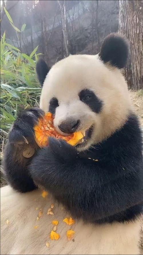 大熊猫宝宝吃兰瓜视频,萌态可掬的进食瞬间