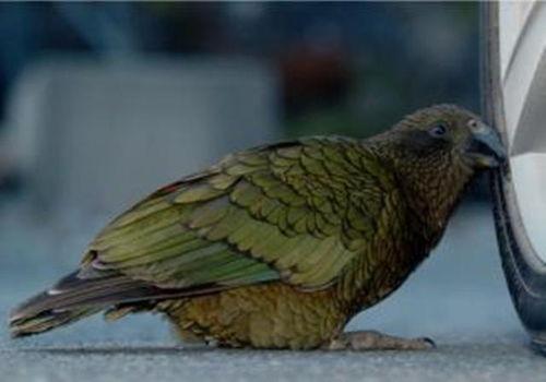 凯克鹦鹉吃蜜瓜视频大全